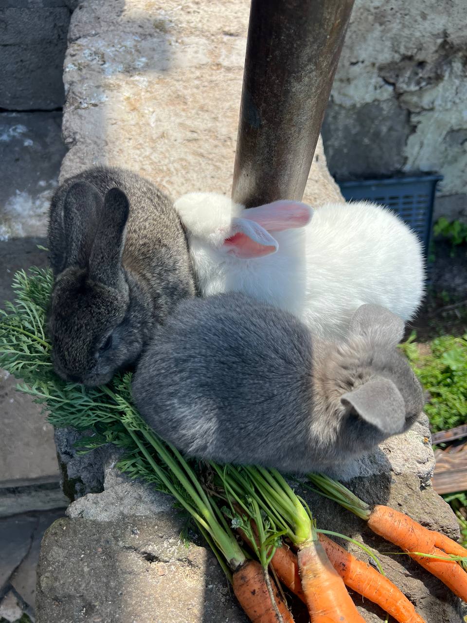 Դիլիֆ - գյուղի տեսարան 5